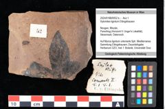 Foto (Objekt + Etikett) von Xylomites lignitum Ettingshausen (NHMW-GEO-2024-0188-0052b)
